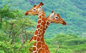 Hoe doen dieren dat, en wat kunnen we van ze leren? Free Download Afrikaanse Giraffe Schattige Dieren 1920x1200 For Your Desktop Mobile Tablet Explore 72 Giraffe Wallpaper Zebra Print Wallpaper Leopard Print Wallpaper Print Wallpaper