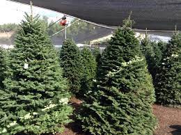 At beaver's christmas tree farm, you'll find choose and cut leyland cypress, white pine, virginia pine, blue ice and fresh virginia pine wreaths. Christmas Ranch Tree Farms Thousand Oaks 91360 Thousand Oaks 1586 Pederson Road