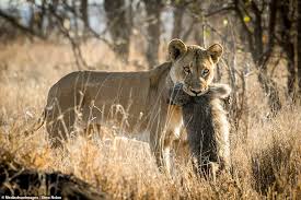 Nature At Its Most Cruel Baby Baboon Cries Out In Fear As Lioness Toys With It Before Killing It Daily Mail Online