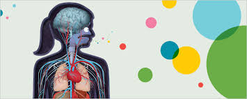 See more ideas about human body activities, human body, human body unit. Six Fun Activities About The Human Body For Your Kids Tinybop