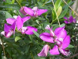 Image result for Polygala marensis