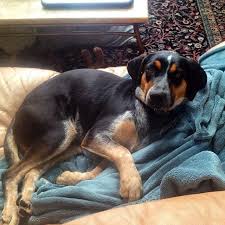 Australian Shepherd Beagle Mix Black And White Australian Shepherd Coonhound Mix Hybrid Dogs Coonhound Australian Shepherd