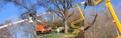We have 2618 homeowner reviews of top charlotte tree services. Boon Tree Service Arborist Charlotte Nc