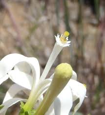 Image result for Turraea obtusifolia