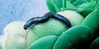 Comment isoler ses murs de l'intérieur et à quel coût ? Les Iules Et Autres Blaniules Mouchetes