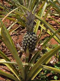 Image result for Ananas comosus