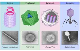 Virus Classification | BioNinja