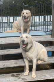 The fierce, protective nature of the great pyrenees and the intelligence and friendliness of the labrador are both found in the pyrador. Lost Dog Two Great Pyrenees Lab Mixes In Carthage Update Found Pets Thepilot Com