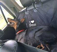 1 male $500, 3 ladies $400. Arlington Va Doberman Pinscher Meet Khan A Pet For Adoption