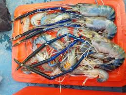 Ni budak yg paling power sekali kalau pi memancing. Korang Tanya Umpan Jawab S2s7 Macam Mana Nak Pancing Udang Galah Umpan