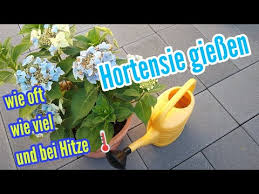 Du hast also mehr verbrauch also an warmen sommertagen solltest du entweder spät abends oder früh morgens den garten gießen, weil ansonsten die feuchtigkeit schneller verdunstet. New Hitzewelle Garten Giessen Wann Morgens Mittags Oder Abends Bodentemperatur Garten Wassern