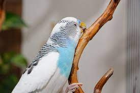 Popular types of wooden cabinets the majority of the cabinets offered at lily ann cabinets feature face frames and doors made of one of the following wood types: Safe Wood For Perches Perches For Cages Budgies Guide Omlet Uk