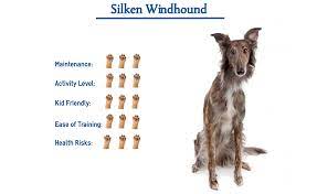 We breed to the standard set by the international silken windhound society and united kennel club. Silken Windhound Dog Breed Everything You Need To Know At A Glance