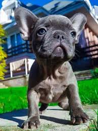 White markings meet diva, a playful french bulldog who made a first debut into the world. Long Haired French Bulldog Puppies For Sale Uk Pets Lovers