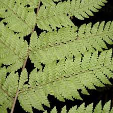 Image result for Megalastrum lanuginosum