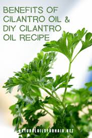 This can help tighten the the gums, muscles, skin and even hair roots to help prevent hair loss. Cooking With Cilantro Oil