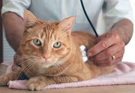 The echocardiographic picture is in humans, as in cats very heterogeneous concerning the severity of the hypertrophy and the myocardial hyperechogenicity, as well as concerning the localisation of the. Congestive Heart Failure Catwatch Newsletter