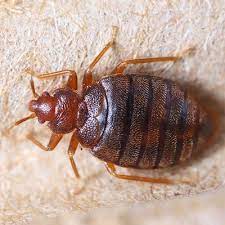 Ocp termite & pest control santa maria exterminator has been in business for 60+ years and we continue to be committed to excellent pest control and customer service. Coastal Termite And Pest Control 3193 Belick St Santa Clara Ca Pest Control Mapquest