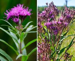 Image result for Vernonia undulata