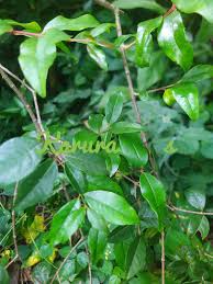 Image result for Olinia rochetiana