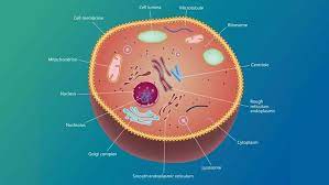 We did not find results for: Centrioles You Can T Divide Cells Without Them Howstuffworks