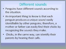What sound does a rhino make? Penguins Video Https Www Youtube Comwatch Vk 04
