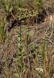 Image result for Lobelia petiolata