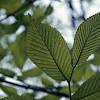 Ulmus minor mill., the field elm, is by far the most polymorphic of the european species, although its taxonomy remains a matter of contention. 1