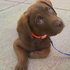 She is very young and just wanted to sleep. Catskittensandpets Weebly Com Cute Dogs Puppies Dogs