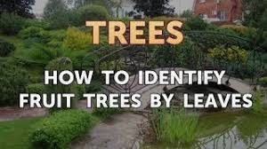 Gray, many spur or short shoots. How To Identify Fruit Trees By Leaves Youtube