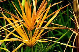 Image result for Cyperus amabilis