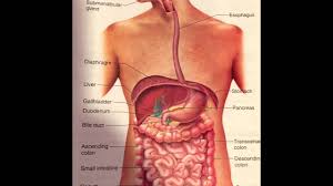 The recommended dosage is 1 teaspoon for every 10 pounds, according to dr. Www Chemistryislife Com The Chemistry Of Pepto Bismol