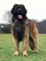 Get matched with a pupper from a responsible leonberger breeder near you. 130 Leonberger Dog Ideas In 2021 Leonberger Dog Leonberger Dogs