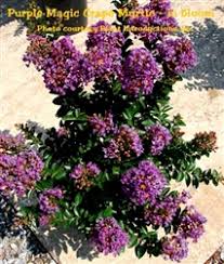Shipped in a 3 gal. Deep Purple Purple Crape Myrtle