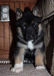 This Is A 5 Week Old Gerberian Shepsky Sire Is A German Shepherd From Germany Dam Is A Beautiful Husky Hybrid Dogs Designer Dogs Breeds Puppy Dog Photos