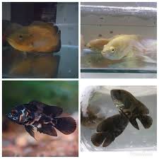 Memiliki warna yang indah yang menjadikan ikan ini sering banyak orang. Ikan Oscar Murah