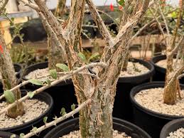 Image result for Sesamothamnus lugardii