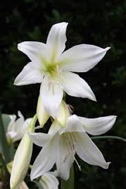 Image result for Crinum rautanenianum