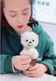 狗狗go出發囉| TikTok