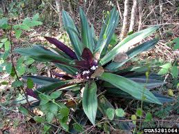 Image result for Tradescantia spathacea