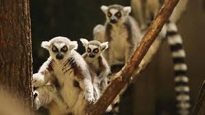 Slaving away for the bronx zoo by giving rides to juvenile delinquents. New York State Animal Encounters Zoos Farms Aquariums