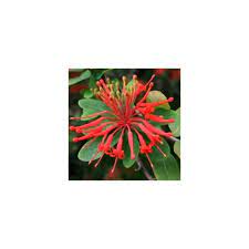 Embothrium coccineum for sale uk. Embothrium Coccineum Inca Flame Chilean Fire Bush