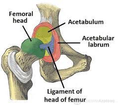 The named ligaments of the pelvis mostly arise from the sacrum and attach to varying segments of the pelvic bone. The Hip Joint Articulations Movements Teachmeanatomy