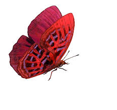 Butterfly flying png gif is one of the clipart about free christmas gifs clipart,fly clipart,flying airplane clipart. Gifs Beautiful Butterflies 120 Pieces Of Animated Pictures