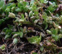 Image result for Stellaria pallida