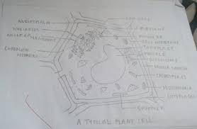 Plant cell wall diagram with labels. Draw A Neat Diagram Of Plant Cell And Label The Following Vacuole Nucleus Mitochondria Brainly In