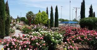 By josie gonzalez, el paso master gardener. El Paso Municipal Rose Garden