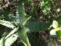 Image result for Aloe haroniensis