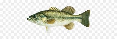 But, when you're out at sea, you can potentially secure things like tuna and salmon, which everyone knows are full of. Largemouth Bass Freshwater Vs Saltwater Fishing Free Transparent Png Clipart Images Download