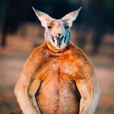 Powered by real questions from real teens there's no subject too embarrassing, random, or weird. Buff Roo Abc News Australian Broadcasting Corporation